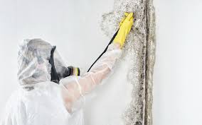 Mold Remediation for Rental Properties in Fish Hawk, FL